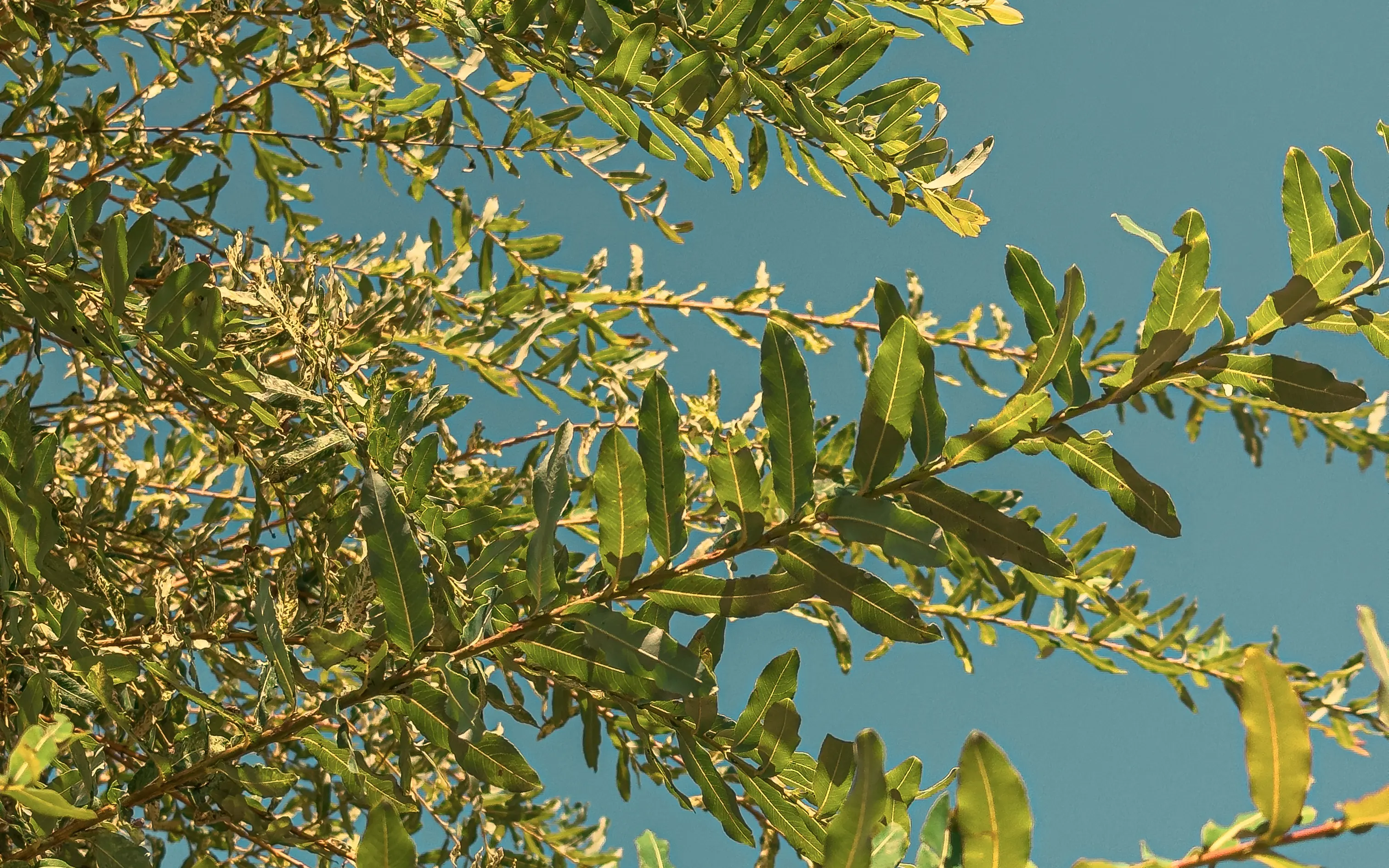a picture of a Willow tree I took at a local café